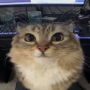 _ilovecats