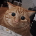 /ᐠ - ˕ -マ