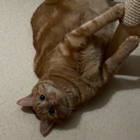 avatar /ᐠ - ˕ -マ