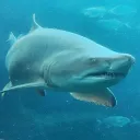 sharkbiites05