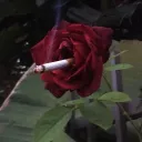 l.yanebros