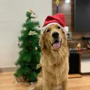 wandresm