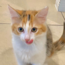 cookiemayne5281#0072's avatar