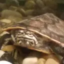 themagicaledwini