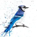 bluejayy_