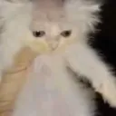 0xgoob
