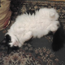 avatar 𝕄𝔼𝕀ℝ𝔼𝕏ツ