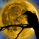 absolemcorvus