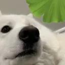 r1ceb0ll