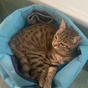 doublevideo