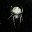 decidu_aye avatar