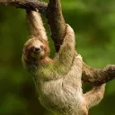 yourlocalfriendlysloth