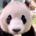 blazing.panda avatar