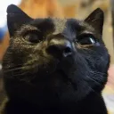 febzey