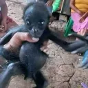 tricko0_
