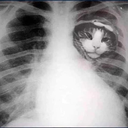 Catplan007