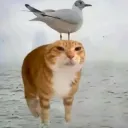 dertakanw