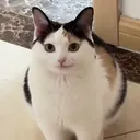 shinylikeruby