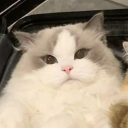 Discord Avatar