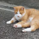 pd28cat