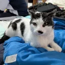 asierino