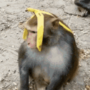 goldik_x#9276's avatar