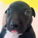 sosjer. avatar