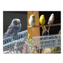 spectorft