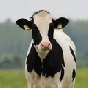 lowercasebeef