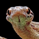 avatar Nine Slithering Pythons