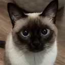 tamiluvscatzz