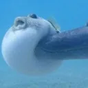 fugu_blowfish