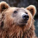 sobearpilled