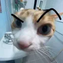 freddyfreddynico