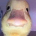 twril