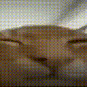 Avatar SYRUP CAT