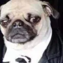 pugberto2 avatar