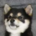 ispitonmydog