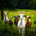joeygoats
