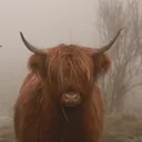 moodysuke