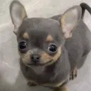 pixion_starwolf