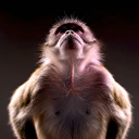 avatar 𝑰𝒔𝒍𝒂𝒎 𝒀𝒐𝒖𝒔𝒔𝒊𝒆𝒇