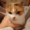 foky_