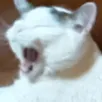 catz1038