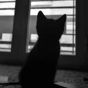 4catty.