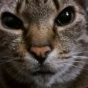 kaelcantsleep avatar