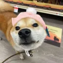 meowllark