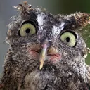 ok_owlguy