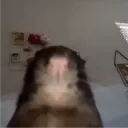 sgtfelix
