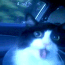 avatar Taja